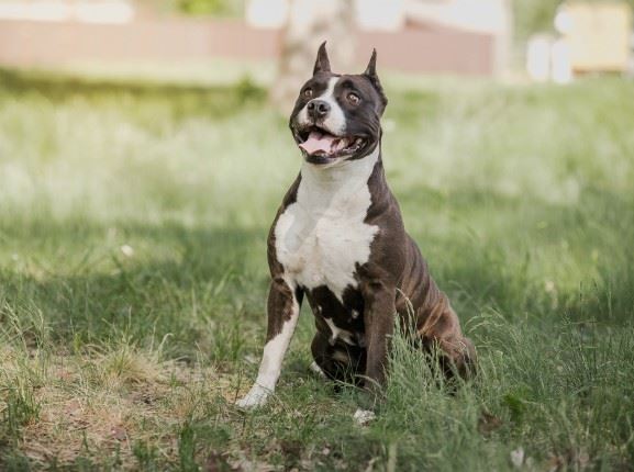 Stray Pit Bull in grass