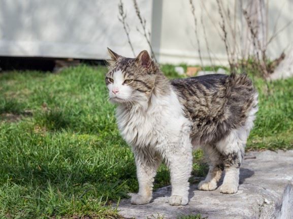 Grey Tabby & White Cat standing in the grass